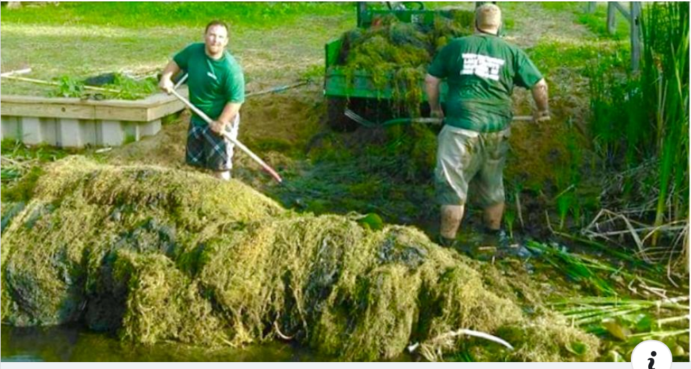 Cutting and Raking Weeds Does More Harm Than Good