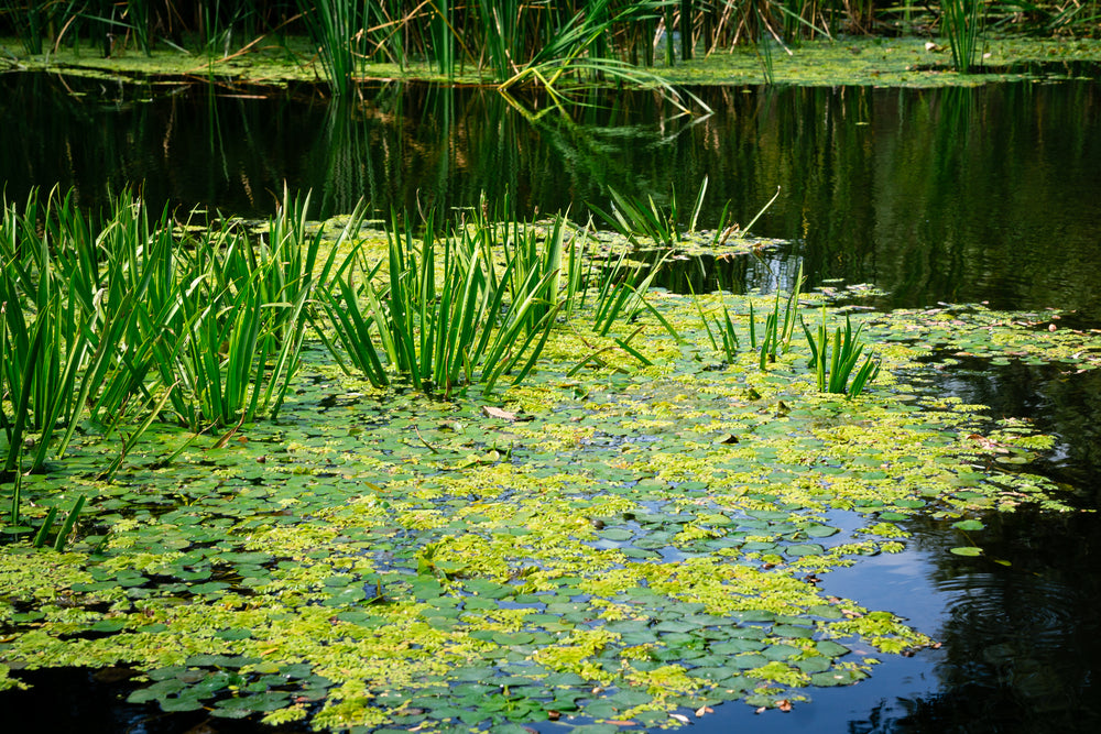 Pond Weed